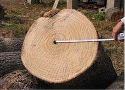 paulownia wood