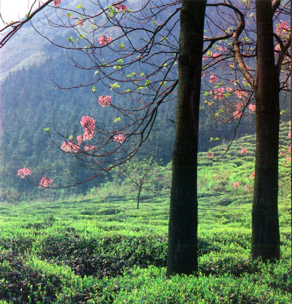 paulowia with tea.jpg