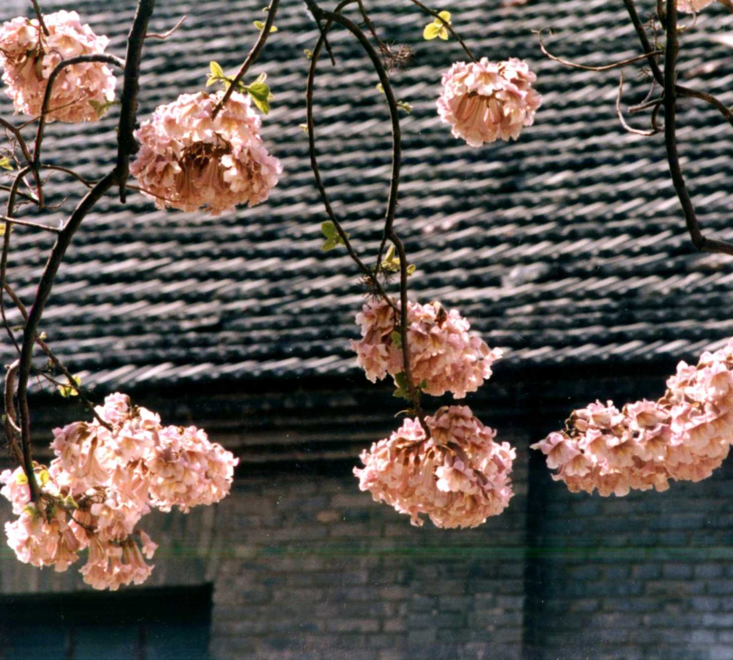 flowers in gard