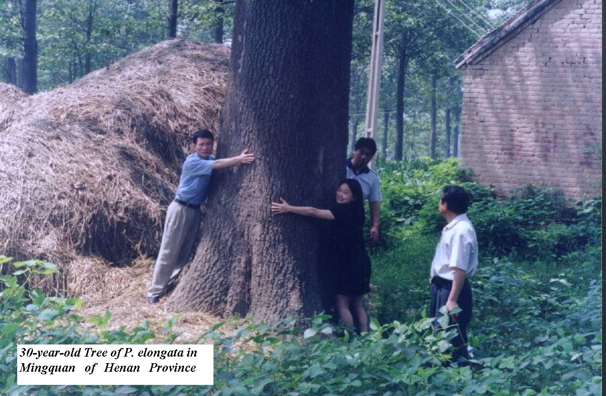 30-year-old Tree of P.elongata in Mingquan of Henan Provence